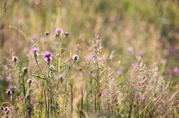 Wild purple flowers in sunset light