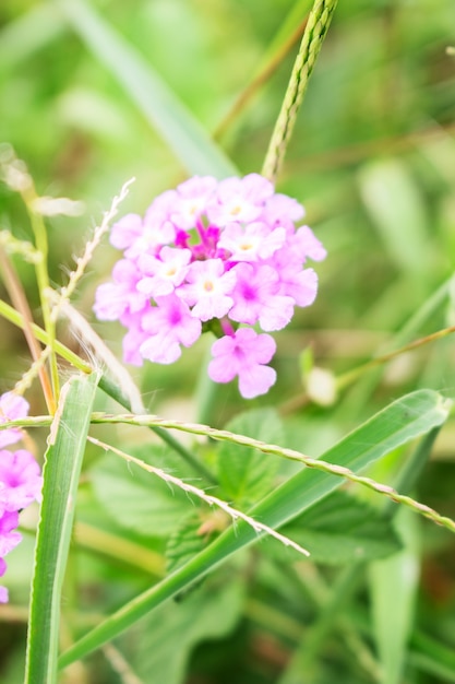 Wild Purple Lantana camara