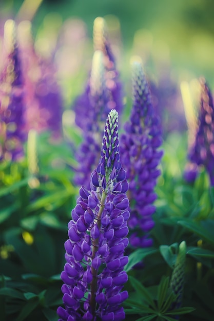 Wild purple lupines flowers. Lupinus polyphyllus plant blooming at summer.