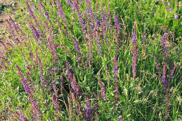 Wild purple salvia flowers