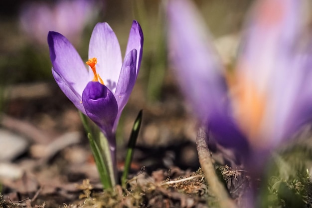 Wild purple and yellow iris (Crocus heuffelianus discolor) flower growing in shade, dry grass and leaves around