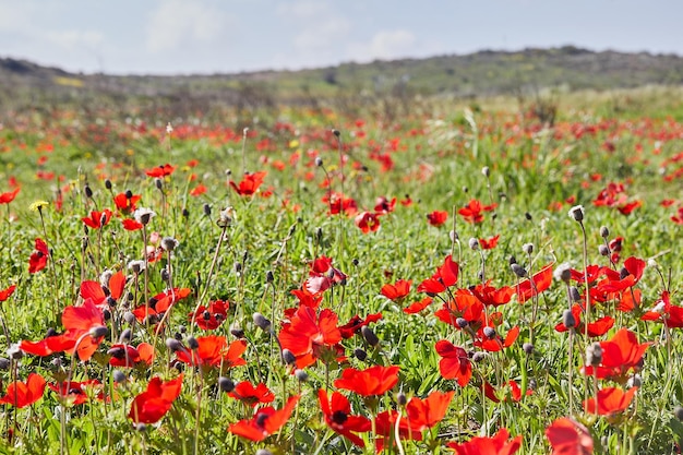 Wild red anemone flowers bloom among the green grass in the meadow Gorgeous spring blooming landscape in the reserve of the national park Southern Israel