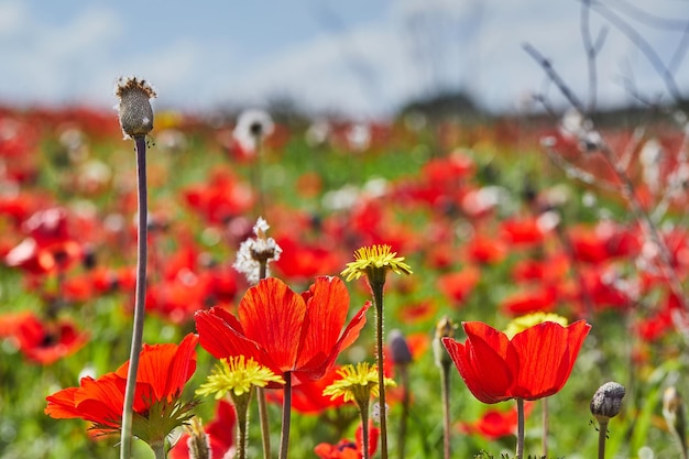 Wild red anemone flowers blooms closeup in spring against the blue sky Desert of the Negev Southern Israel