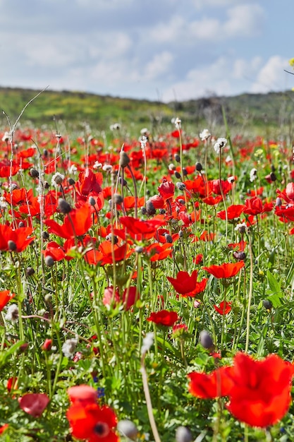 Wild red anemone flowers blooms closeup in spring against the blue sky Desert of the Negev Southern Israel