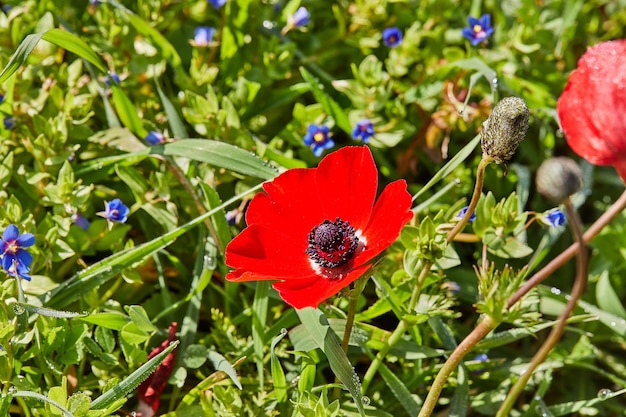 Wild red anemone flowers blooms closeup in spring Desert of the Negev Southern Israel