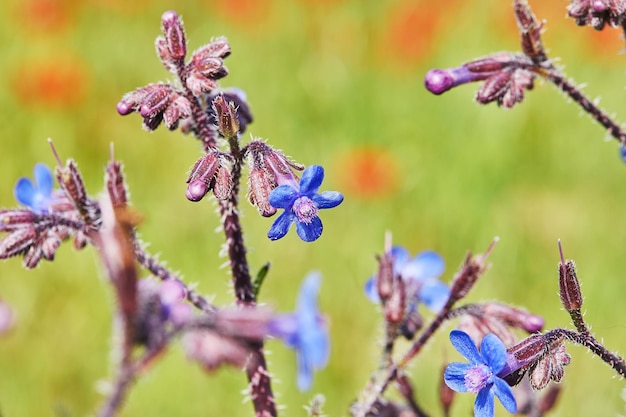 Wild red anemone flowers and blue flowers bloom in spring Desert of the Negev Southern Israel