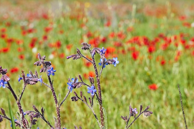 Wild red anemone flowers and blue flowers bloom in spring Desert of the Negev Southern Israel