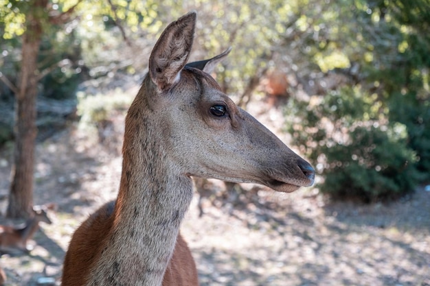 Wild red deer Cervus elaphus at Parnitha forest mountain Greece Blur background