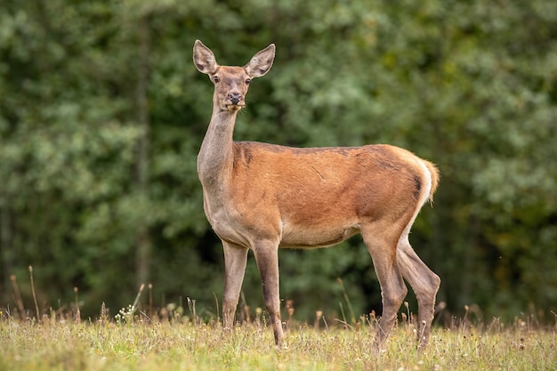 wild red deer hind on a forest