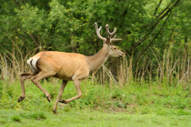 Wild red deer in nature