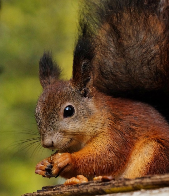 Wild red fluffy squirrel in the village eating nuts