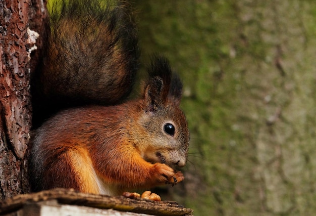 Wild red fluffy squirrel in the village eating nuts