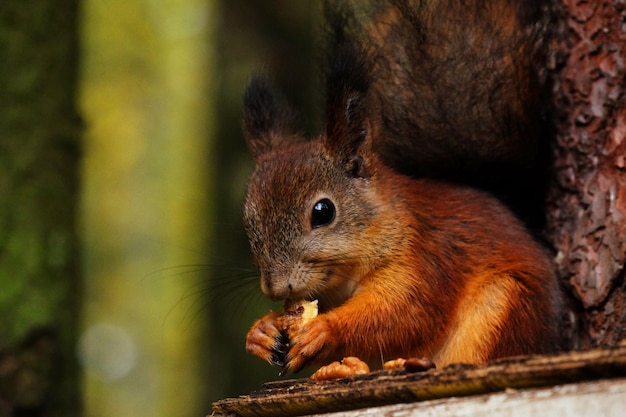 Wild red fluffy squirrel in the village eating nuts