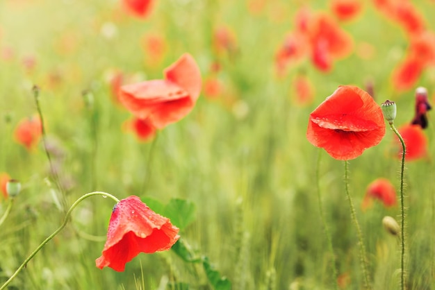 Wild red poppies growing in green field, petals wet from rain