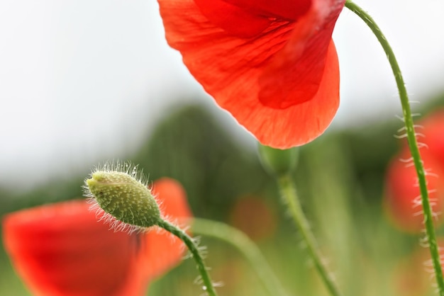 Photo wild red poppy flower bud macro photo, blurred flowers on green field near