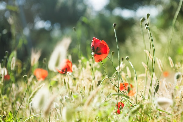 Wild red poppy flowers in a forest meadow. Macro image with small depth of field