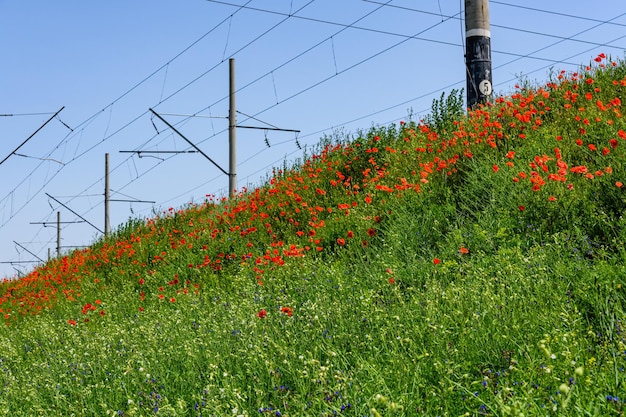 Wild red poppy plants blossoming at spring