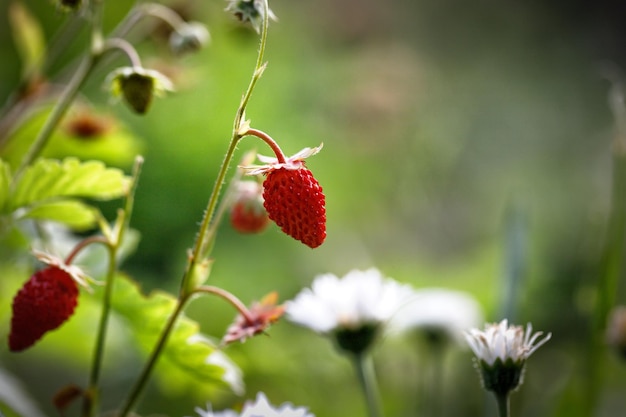 Wild red ripe strawberry fragaria vesca in green summer garden Woodland strawberry fruits