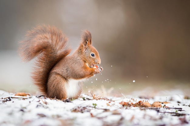 Wild red squirrel holding a nut in park and standing on snow