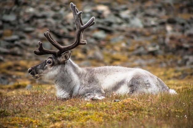 Wild reindeer lying on a meadow