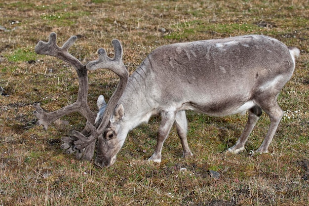 wild reindeer in Svalbard island