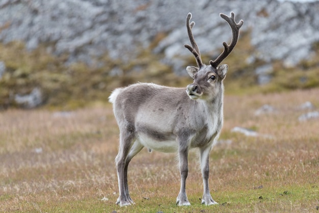 Wild reindeer in Svalbard tundra