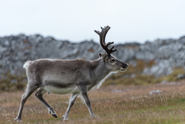 Wild reindeer in tundra at summer time