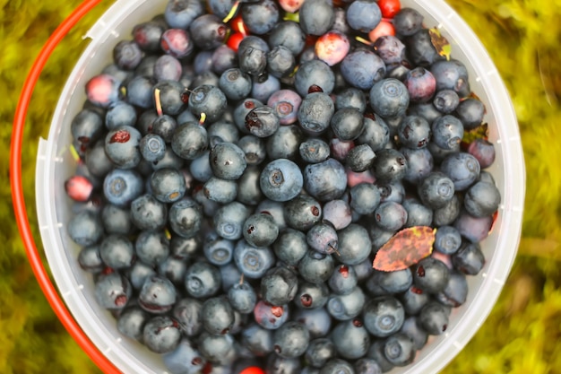 wild ripe blueberry and cranberry in plastic bowl 