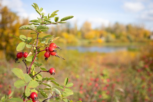 Wild rose berries in nature