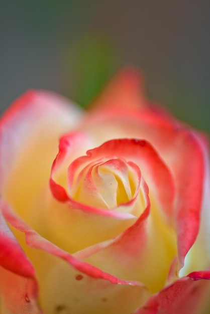 Wild rose concept Rose bud flower blooming in spring or summer with soft pink petals outdoor on blur background Gorgeous rose flower Queen of botany Beauty of nature Blooming rose close up