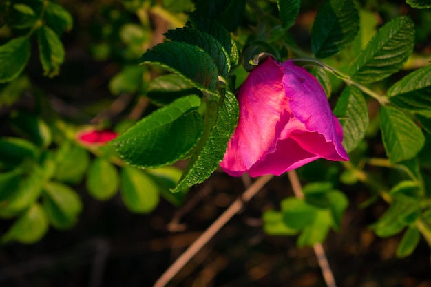 Wild rose flowers in the field at dawn