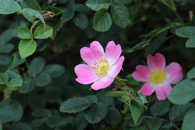 Wild rose on green leaves