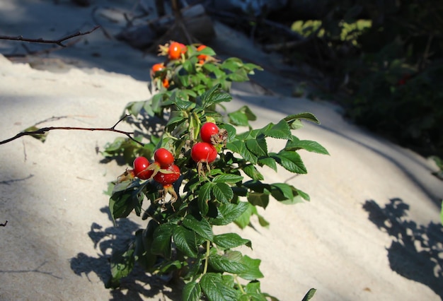 wild rose hips growing on a sand dune on the Baltic Sea, close-up of a bush with berries