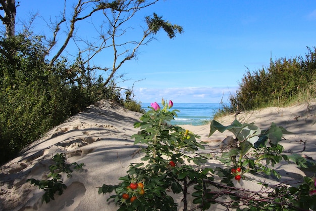 wild rose hips growing on a sand dune on the Baltic Sea. view of the berry bush and the sea