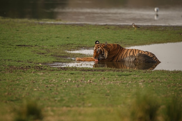 Wild royal bengal tiger in nature habitat of Ranthambhore National Park 