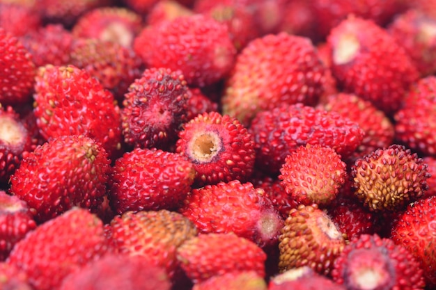 Wild small strawberries