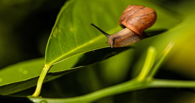 Wild snail on green leaf in macro selective focus unfocused