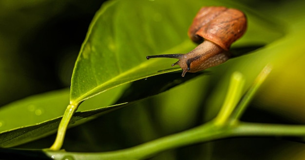 Wild snail on green leaf in macro selective focus unfocused