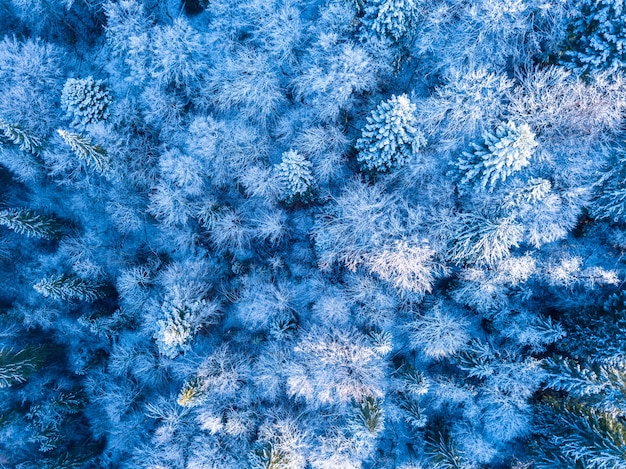 Wild spruce forest in the beginning of winter. Rime and snow on the branches. Top view vertically down