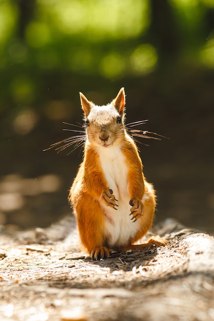 Wild squirrel eating in the forest