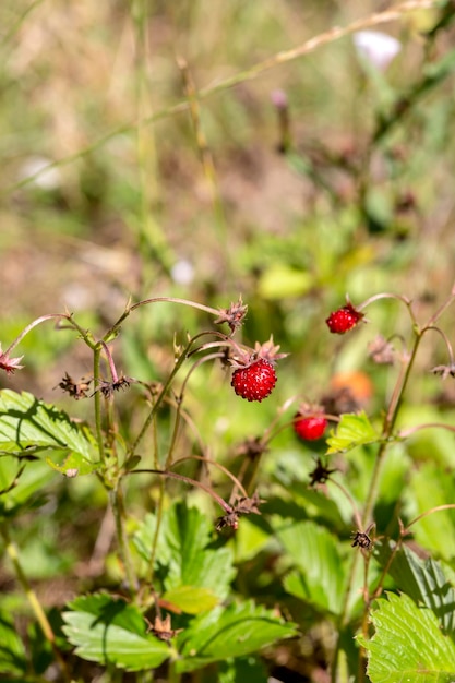 Wild strawberries Fragaria vesca with red berries grow in the forest closeup