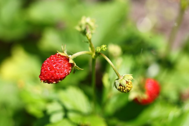 Wild strawberries in the garden closeup