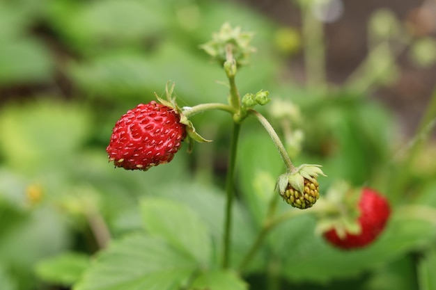 Wild strawberries in the garden closeup