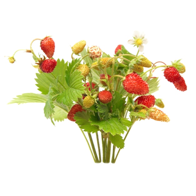 Wild strawberries isolated