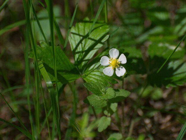 Wild strawberry flower Fragaria vesca on a Sunny may morning Moscow region Russia