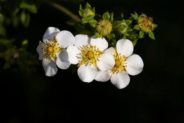 Wild strawberry flowers closeup selective focus Natural Floral summer background