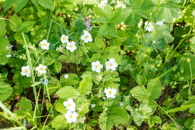 Wild strawberry flowers in the forest