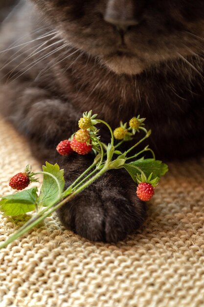 Wild strawberry twigs with red ripe berries lying on cat paw close up