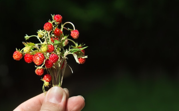 Wild strawberry in woman's hand