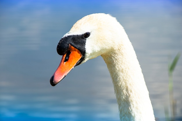 Wild swan on the lake. Strong proud bird. Natural wildlife.